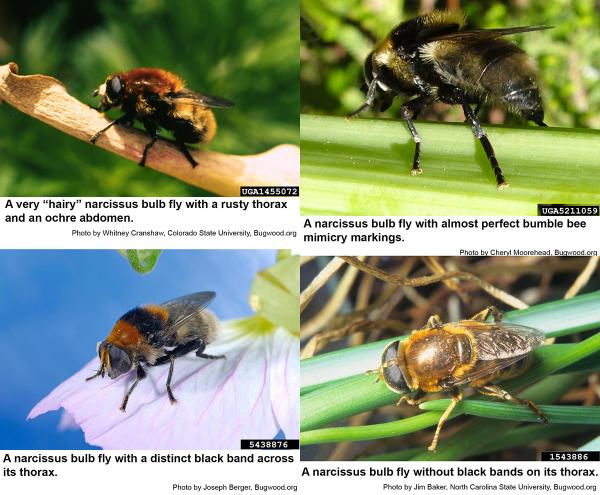 Thumbnail image for Narcissus Bulb Fly